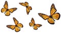 Monarch Butterfly Collection