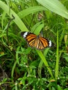 Monarch butterfly colorful closeup photo