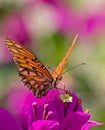 Monarch butterfly on a colorful purple flower Royalty Free Stock Photo