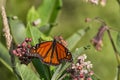 Monarch Butterfly on a common milkweed plant. Royalty Free Stock Photo