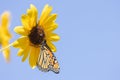 Monarch butterfly and common sunflower with clear blue sky in the background Royalty Free Stock Photo