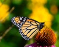 Monarch butterfly on cone flowers Royalty Free Stock Photo