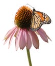 Monarch Butterfly On Coneflower