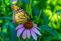 Monarch butterfly on coneflower in a backyard flower garden