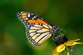 Monarch butterfly on coneflower Royalty Free Stock Photo