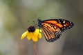 Monarch butterfly on coneflower Royalty Free Stock Photo