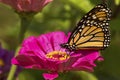 Monarch butterfly on a dahlia flower in Connecticut. Royalty Free Stock Photo