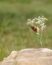 Monarch Butterfly on Daisy Fleabane Royalty Free Stock Photo
