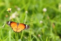 Monarch Butterfly, (Danaus chrysippus)