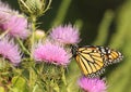 Monarch Butterfly, Danaus plexippus Royalty Free Stock Photo