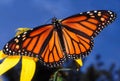 Monarch Butterfly (Danaus plexippus) Royalty Free Stock Photo