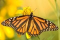 Monarch Butterfly - Danaus plexippus Royalty Free Stock Photo