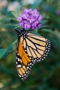 Monarch Butterfly (Danaus plexippus) Royalty Free Stock Photo