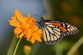 Monarch Butterfly, Danaus plexippus