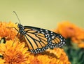 Monarch butterfly Danaus plexippus on autumn flowers Royalty Free Stock Photo