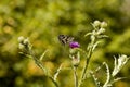 Monarch butterfly or Danaus plexippus in black and white collects nectar from the purple blossom  of milk thistle, Nisovo Royalty Free Stock Photo