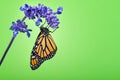 Monarch Butterfly On Blue Salvia Flower