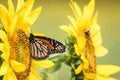 Monarch Butterfly on bright yellow sunflower on a sunny summer morning
