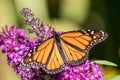 Monarch Butterfly Danaus plexippus on Butterfly Bush Royalty Free Stock Photo