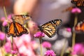 Monarch butterfly, Danaus plexippus Royalty Free Stock Photo