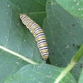 Monarch butterfly Danaus plexippus caterpillar eating common milkweed Asclepias syriaca Royalty Free Stock Photo