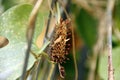 Monarch butterfly Danaus plexippus caterpillar. Royalty Free Stock Photo