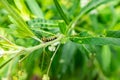 Monarch Butterfly (Danaus plexippus) Caterpillar, Milkweed Butte Royalty Free Stock Photo