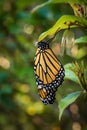 Monarch Butterfly (Danaus plexippus) and chrysalis hanging on a leaf
