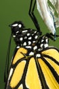 Monarch Butterfly, Danaus plexippus detail Royalty Free Stock Photo