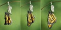 Monarch Butterfly Danaus plexippus drying its wings after meta Royalty Free Stock Photo