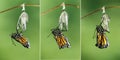 Monarch Butterfly Danaus plexippus drying its wings after emer Royalty Free Stock Photo