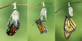 Monarch Butterfly Danaus plexippus drying its wings after eme