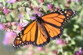 Monarch Butterfly danaus plexippus