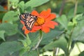 Monarch Butterfly Royalty Free Stock Photo