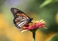 Monarch Butterfly Danaus plexippus feeding on orange flower Royalty Free Stock Photo