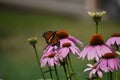 Monarch butterfly (Danaus plexippus) feeding on Purple Cone flower (Echinacea purpurea Royalty Free Stock Photo