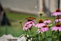 Monarch butterfly (Danaus plexippus) feeding on Purple Cone flower (Echinacea purpurea Royalty Free Stock Photo