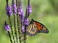 Monarch Butterfly on Wooly Verbena Flowers Royalty Free Stock Photo