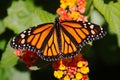 Monarch Butterfly (danaus plexippus) on Flowers Royalty Free Stock Photo