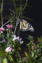 Monarch Butterfly (Danaus plexippus) in Garden Royalty Free Stock Photo