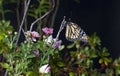 Monarch Butterfly (Danaus plexippus) in Garden 2 Royalty Free Stock Photo