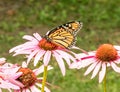 Monarch Butterfly On Summer Purple Coneflower