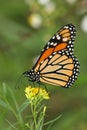 Monarch Butterfly (Danaus plexippus) on goldenrod Royalty Free Stock Photo
