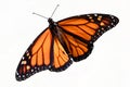 Monarch Butterfly (danaus plexippus) Isolated Royalty Free Stock Photo