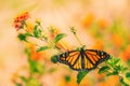 Monarch butterfly on lantana flowers Royalty Free Stock Photo