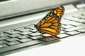 Monarch Butterfly on the pc keyboard ecological energy concept