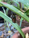 Butterfly chrysalis hanging from an Amaryllis leaf