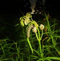Monarch butterfly caterpillars feed on a Narrowleaf Milkweed plant at twilight