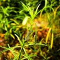 Two (2) back-to-back Monarch butterfly caterpillars feed on a single Narrowleaf Milkweed stalk Royalty Free Stock Photo