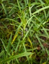 Tight close-up of a Monarch butterfly caterpillar chomping on a Narrowleaf Milkweed plant